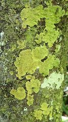 Coenogonium implexum