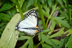 Leucochitonea levubu