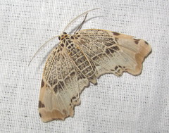 Achrosis pyrrhularia
