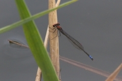Pseudagrion sjoestedti