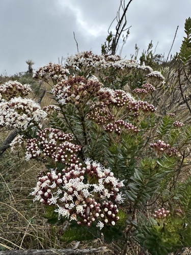 Ageratina vacciniifolia, photograph 1