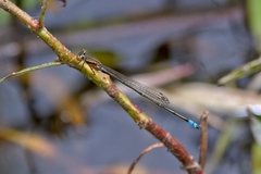 Pseudagrion sudanicum
