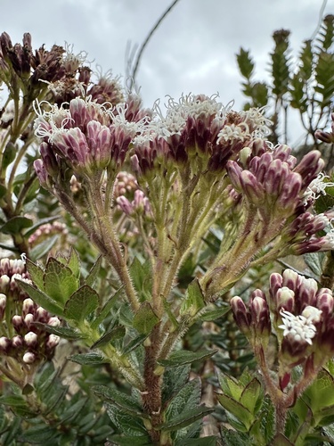 Ageratina vacciniifolia