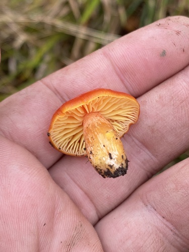 Hygrocybe aurantiosplendens — (c) Enrico Tomschke, some rights reserved (CC BY)