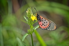 Acraea neobule neobule