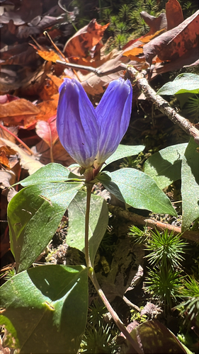 bottle gentian (Gentiana clausa)
