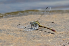 Paragomphus elpidius