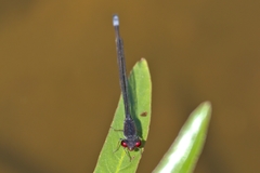 Pseudagrion hamoni