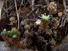 Sedum laconicum