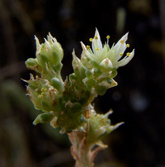 Sedum laconicum