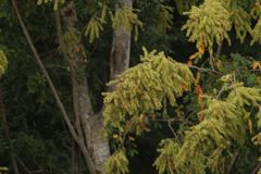 Apoplanesia paniculata