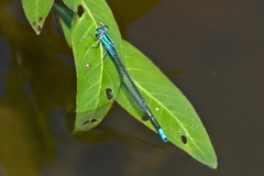 Pseudagrion coeleste