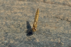 Brachythemis lacustris