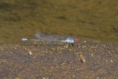 Pseudagrion sublacteum