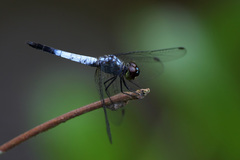 Brachydiplax farinosa