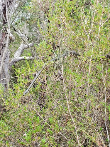 Diamond Python sighting