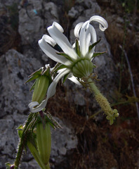 Michauxia campanuloides