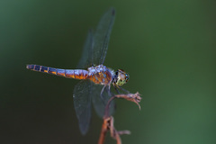 Brachydiplax chalybea