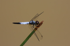 Brachydiplax farinosa