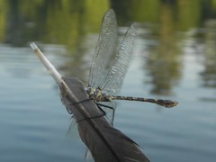 Phyllomacromia picta