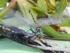 Phyllomacromia picta