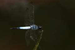 Brachydiplax farinosa