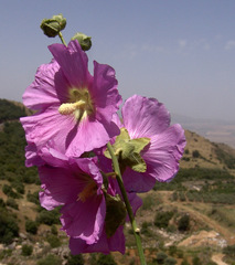 Alcea dissecta