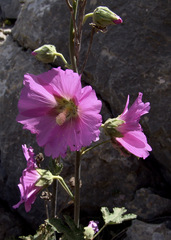 Alcea dissecta
