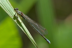 Pseudagrion spernatum