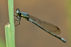 Pseudagrion spernatum