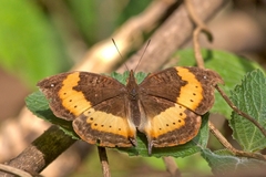 Precis tugela tugela