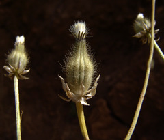 Crepis syriaca