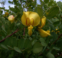Colutea cilicica