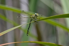 Ceratogomphus pictus