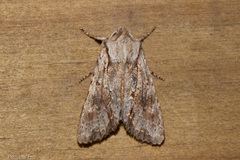 Ichneutica averilla