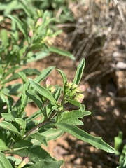 Clerodendrum ternatum
