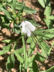 Clerodendrum ternatum