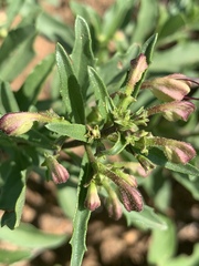 Clerodendrum ternatum