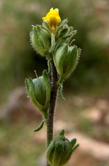Linaria simplex