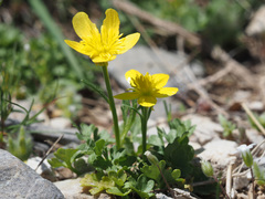 Ranunculus gracilis