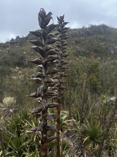 Puya nitida, photograph 2