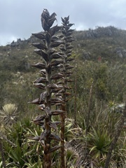 (c) Nicolás Baresch Uribe, some rights reserved (CC BY) Puya nitida, photograph (c) Nicolás Baresch Uribe, some rights reserved (CC BY)