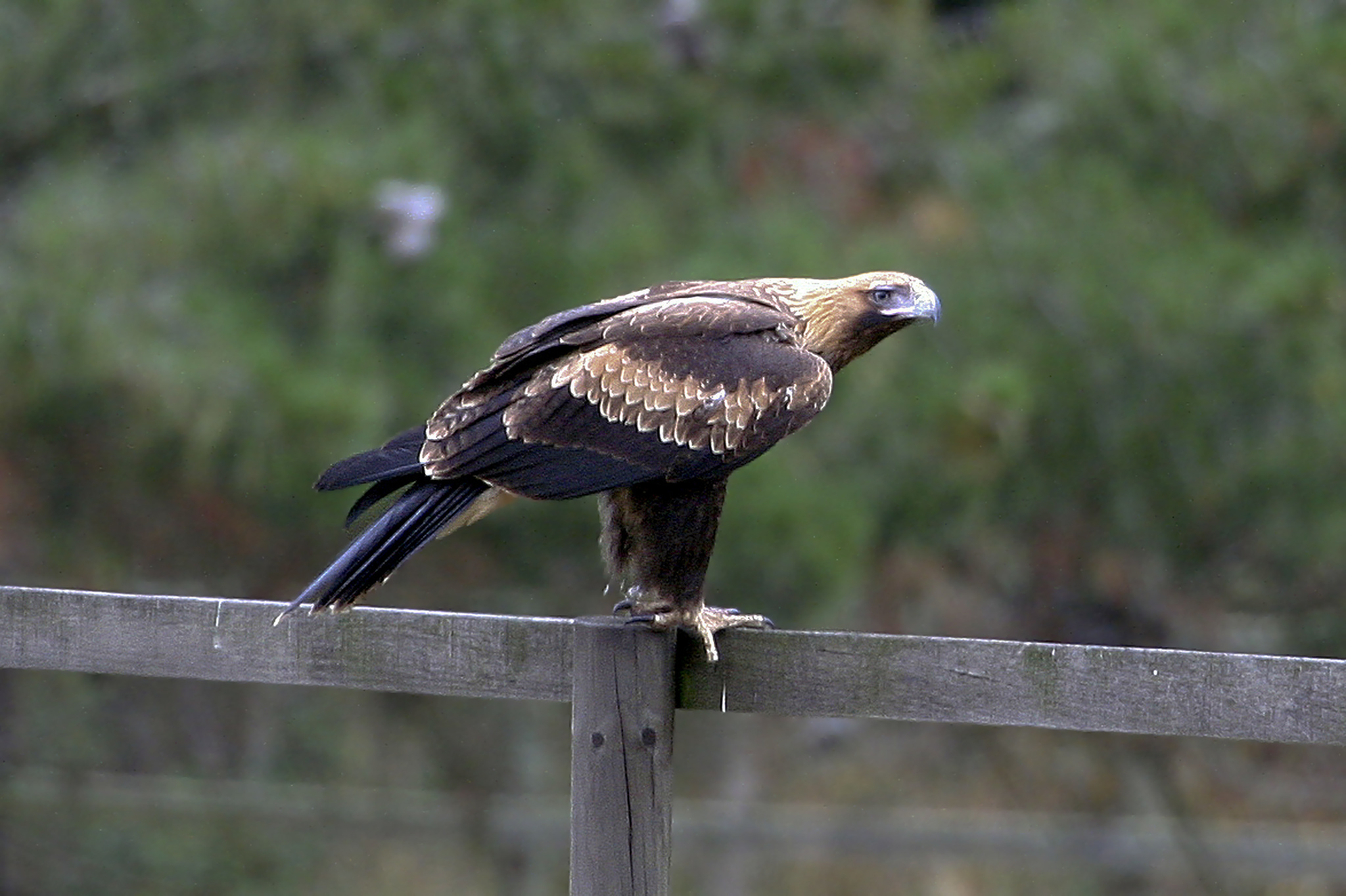 Águila Audaz (Aquila audax) · iNaturalist Ecuador
