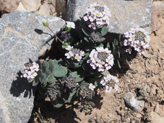 Aethionema saxatile creticum