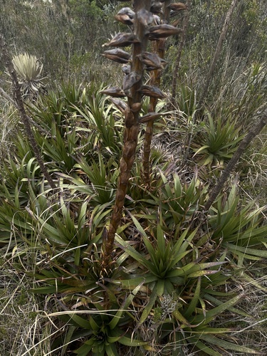 Puya nitida, photograph 3