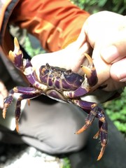 Geothelphusa miyazakii