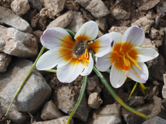Crocus sieberi