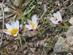 Crocus sieberi