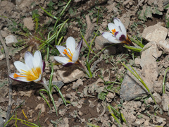 Crocus sieberi