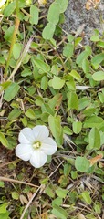 Convolvulus waitaha